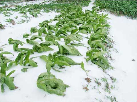 越冬作物施好腊肥度严寒