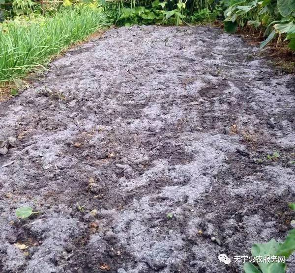 农村菜园用它做肥料，简直是“变废为宝”