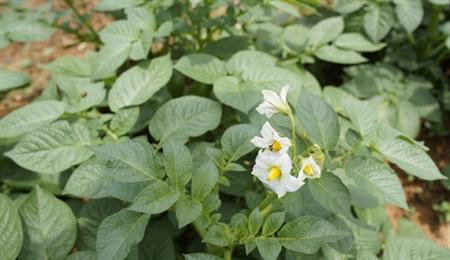 马铃薯合理轮作有方法