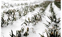上冻了！小麦种植户注意了！快看看这些防冻害措施