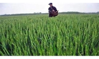 小麦追施尿素“六要”“三忌”你都做到了么？