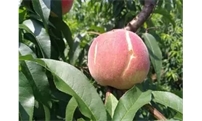 桃子裂果需补施钙肥