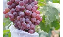 怎样使葡萄着色快？后期补充钙肥和控水