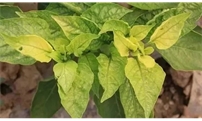 辣椒黄叶，可能是这些因素造成的！