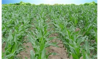 玉米种得密，高产不用愁？大错特错，坑人无数
