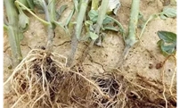 注意！高温、高湿天气谨防茎基腐病