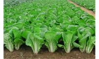 如何栽培秋冬小白菜