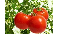 想要西红柿卖个好价钱，你必须这样做